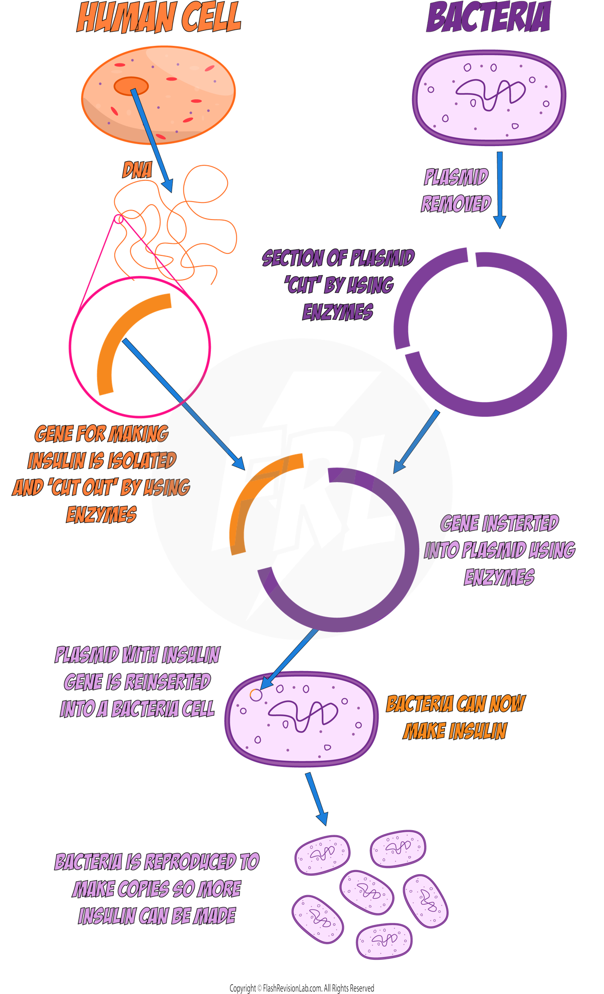 Genetic Engineering